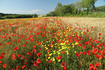 beauty of tuscan countryside