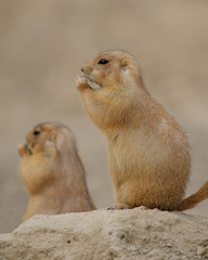 Prairie Dogs (Cynomys) nibbling on food.