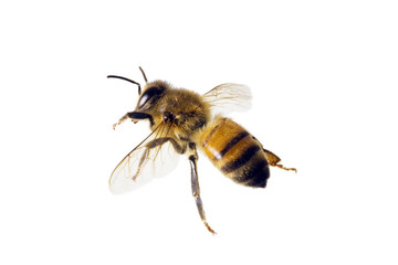 Bee, Apis mellifera - obrazy, fototapety, plakaty