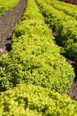 Obraz premium Frische Salate