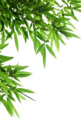 Naklejka premium Bamboo leaves