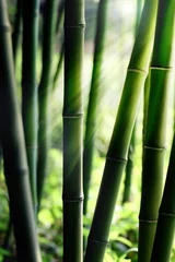 Keuken foto achterwand Bamboe Bamboo Bos
