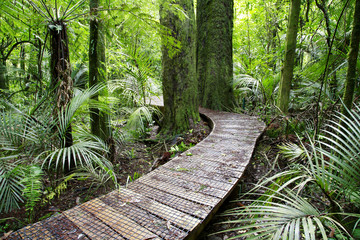 Forest trail