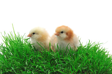 two chicks in grass