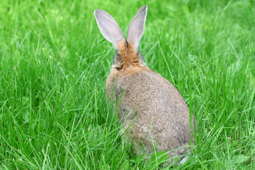 rabbit