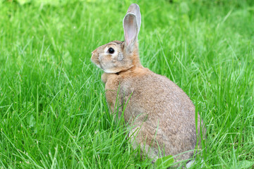 rabbit