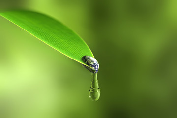 The Earth in a water drop drips from the tip of a leaf