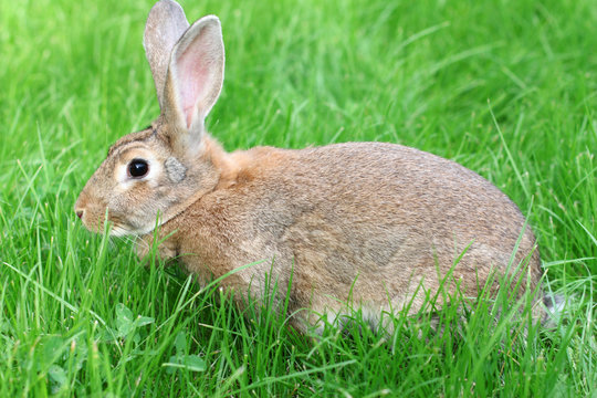rabbit on a green grass.