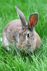rabbit on grass.