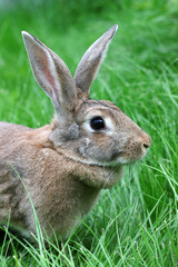 brown rabbit on a green grass.
