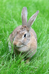 brown rabbit.