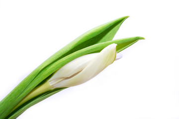 white tulip against white background