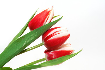 red and white tulips on white background