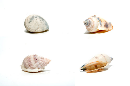 Collection of shells isolated on white
