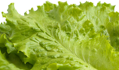Salad leaves