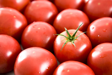 tomatoes