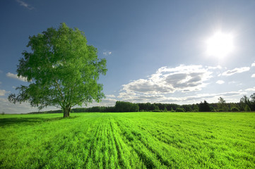 Fototapeta na wymiar green tree on the field and cloudy sky