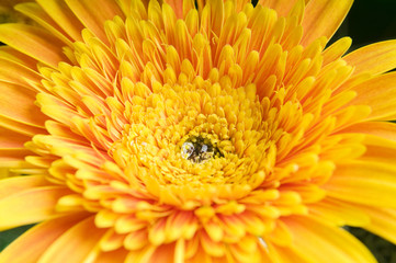 Narcissus flower with drops of water