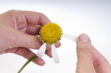 Camomile flower in girl's hands closeup isolated on white