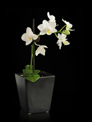 Miniature orchid in black pot