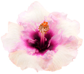 fleur rose pastel hibiscus, fond blanc