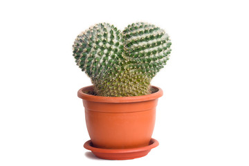 A cactus in a pot