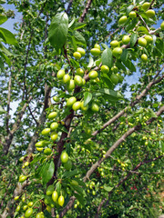 Unripe plums