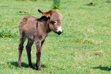 little donkey on pasture