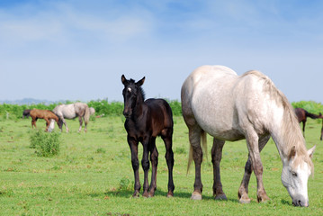 Obraz na płótnie Canvas white horse and black foal on pasture