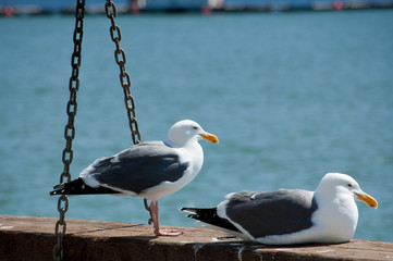 Seagull