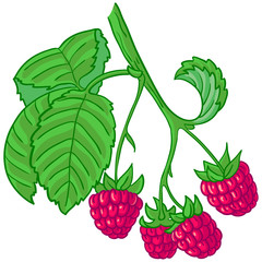 Isolated vector illustration of raspberry branch
