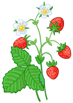 Isolated vector illustration of strawberry branch