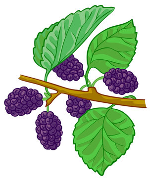 Isolated Vector Illustration Of Mulberry Branch