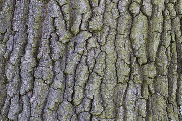 hintergrund textur einer baumrinde buche