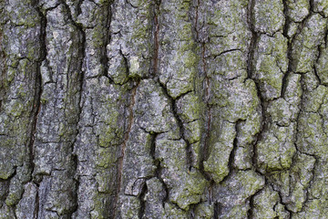 hintergrund textur einer baumrinde buche grob