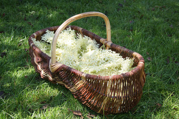 Holunderbl&uuml;ten im Sammelkorb