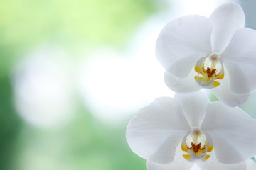 Orchideen-grußkarte