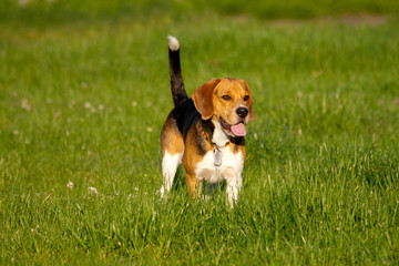 Happy beagle dog in a park