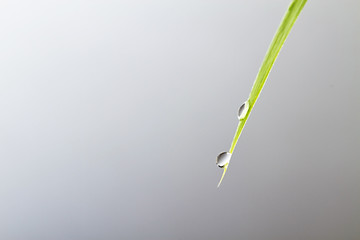zwei wassertropfen auf einem langen blatt