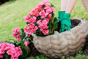 piantare fiori in un vaso