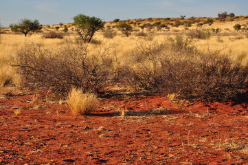 sabbia rossa, erba gialla ed arbusti del kalahari
