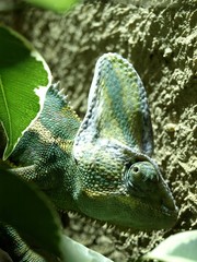 chamäleon