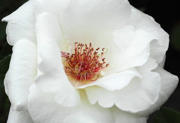 rose blanche