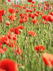 Полевые маки 7