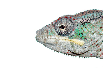 portrait of a male panther chameleon  from africa
