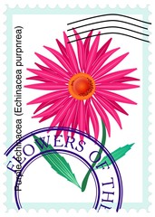 vector stamp with flower  purple echinacea (Echinacea purpnrea)
