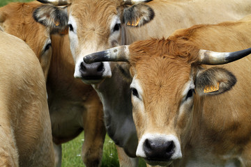 Vaches Aubrac