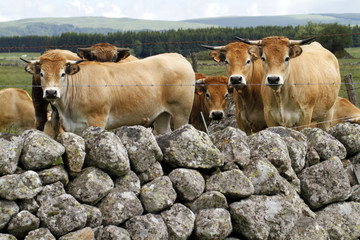 Vaches Aubrac