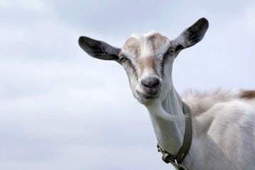 Naklejka premium pet