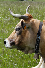 Vache Aubrac